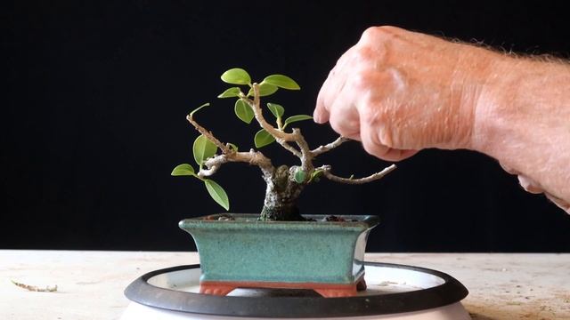 Tiny Ficus Microcarpa Bonsai Tree Green Mound Ficus