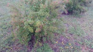 Важная обрезка спирей Грефшейм (Grefsheim) и Вангутта (Vanhouttei) после цветения.