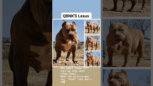 QBNK'S Lexus aka fat girl puppies coming soon ? #subscribe #xlamericanbully #short смотреть онлайн