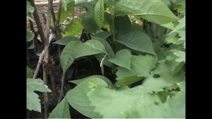 АЗИМИНА ТРИЛОБА выращивание из семечек