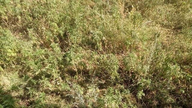 Амброзия это сорняк или пища богов. смотреть онлайн