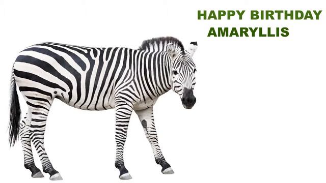 Amaryllis Animals & Animales - Happy Birthday смотреть онлайн