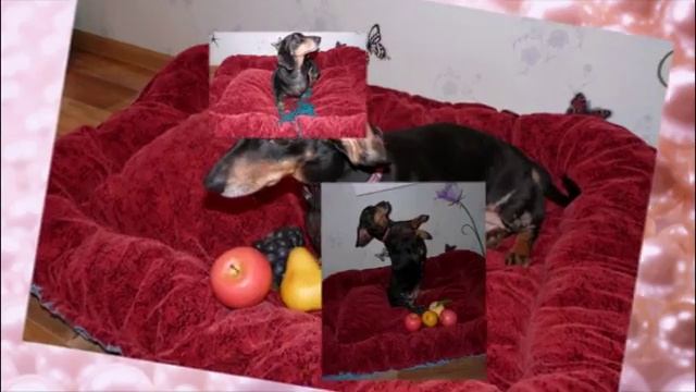 Капитолина