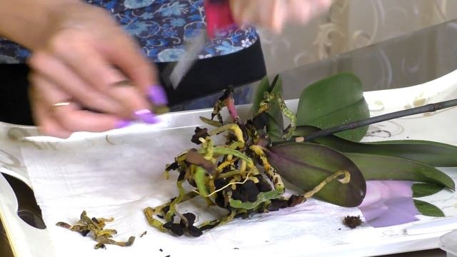 Уцененная орхидея... Что с корнями?? Обработка и посадка... смотреть онлайн