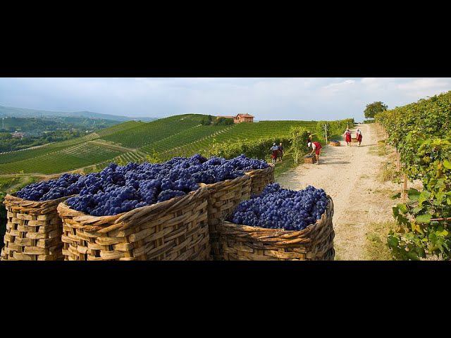 Симулятор Итальянской Деревни в Farming Simulator 22 - Виноделы 2. Тоскана смотреть онлайн