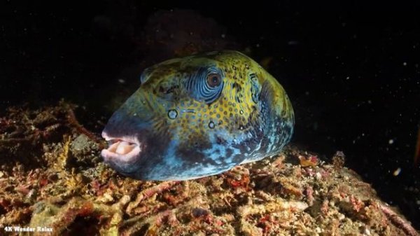 The Ocean 4K (ULTRA HD) - Journey Through The Stunning Underwater World Of Sea Creatures