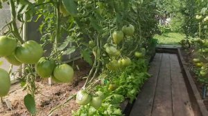 Сколько  томатов  я сажаю в теплице. Расположение  грядок
