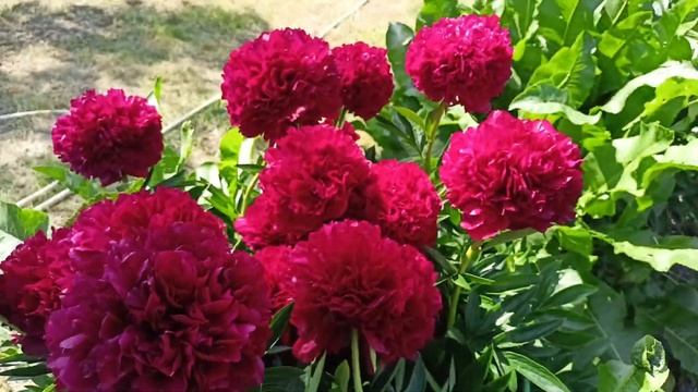 Цветение пионов 2023. Red Grace и другие. Часть 1. Peony 2023#peony#цветоводство #пионы смотреть онлайн