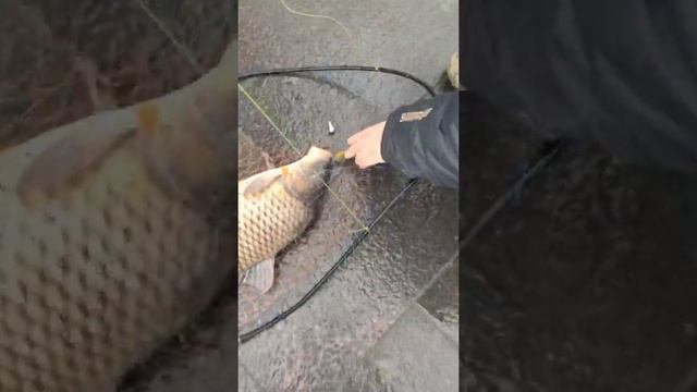 Ловля сазана на резину от BIG-И.Б-AITS монтаж дропшот . Ростов-на-Дону набережная смотреть онлайн