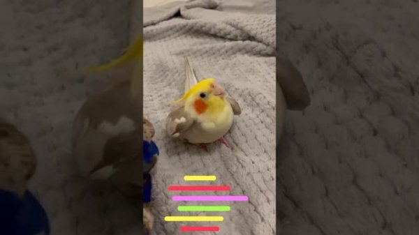 Cookie Cookie - very funny dj cockatiel - Happy Cockatiel Singing