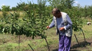 Интенсивный сад черешни по методу формировки UFO