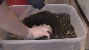 Самый простой способ укоренения черенков винограда