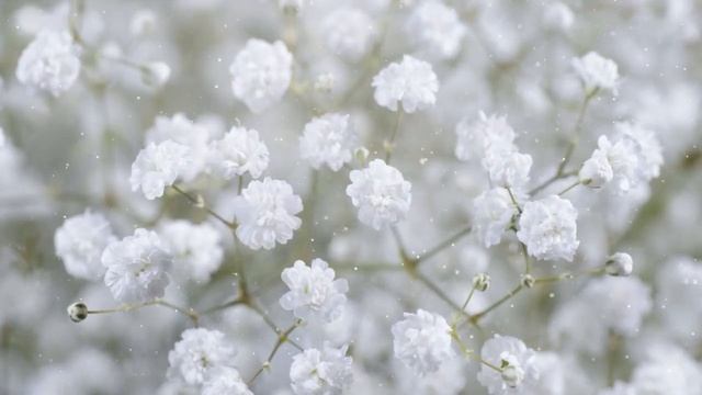 Как Выращивать Гипсофилу Дома смотреть онлайн