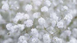 Как Выращивать  Гипсофилу Дома