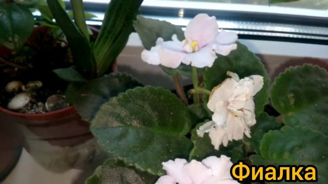 Комнатные цветы  названия
