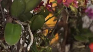 Мастер-класс с орхидеями. Орхидариум своими руками. Клаус Вагенер