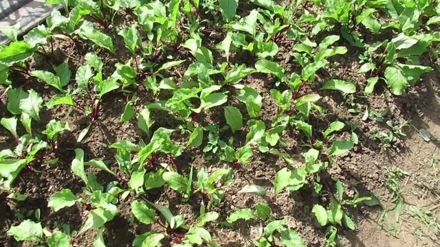 Как поливаю свеклу, чтобы земля никогда не пересыхала и росли крупные корнеплоды #свекла смотреть онлайн