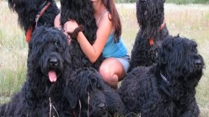 Русский черный терьер: описание породы собак