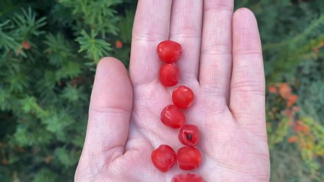 Ягоды на ёлке 👍 смотреть онлайн