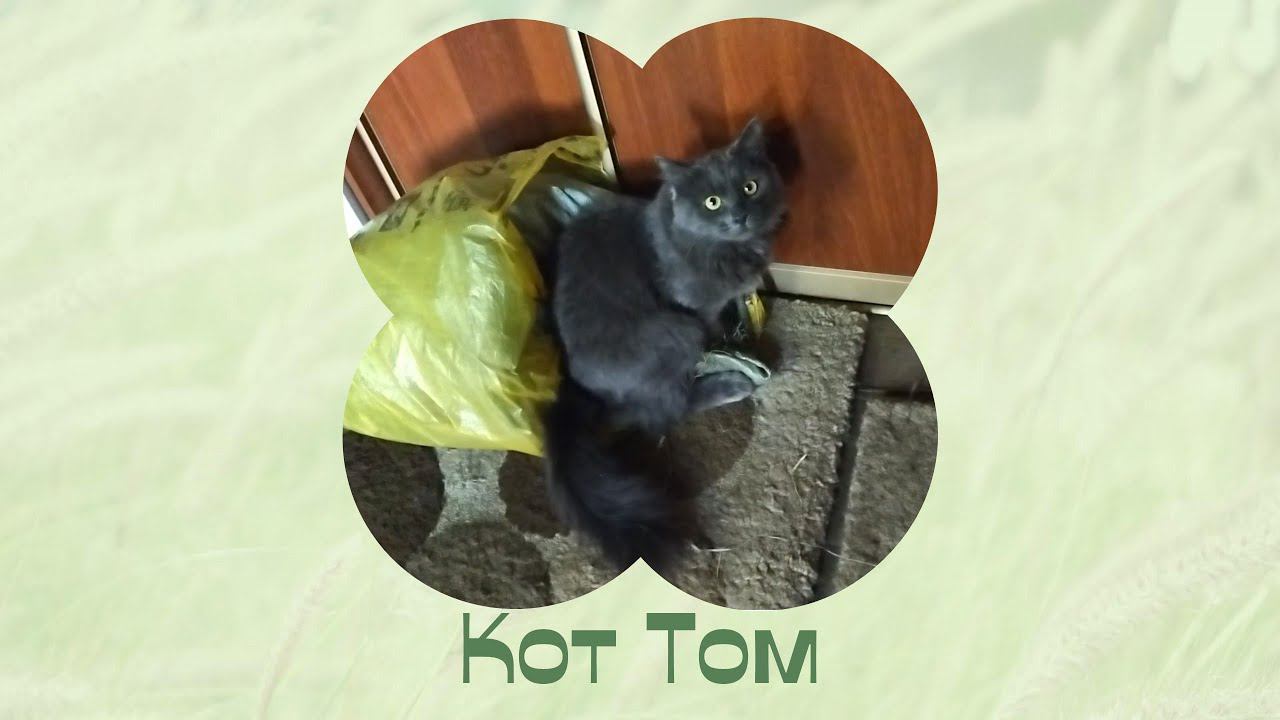 Думала - несчастный случай, оказалось - зверство. Кот Том. смотреть онлайн