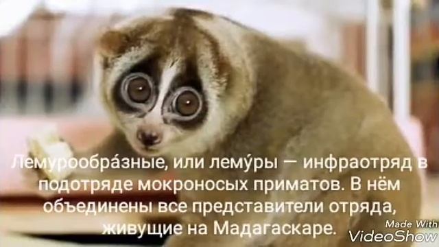 ТОП 5 САМЫХ МИЛЫХ ЖИВОТНЫХ В МИРЕ! смотреть онлайн