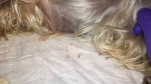 Роды йоркширского терьера. Йорочка рожает