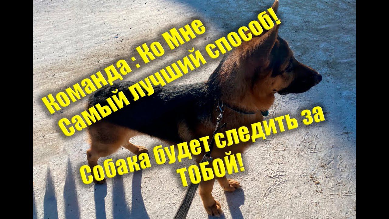 Как ПРАВИЛЬНО научить собаку команде ко мне! смотреть онлайн