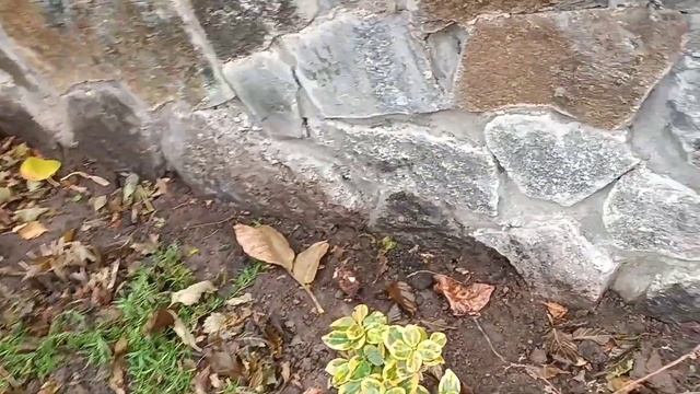 Огляд садових подарунків/Посадка багаторічних квітів/кущів/хвойних смотреть онлайн