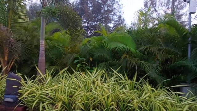 Beautiful Amarant resorts in Murud Beach Dapoli. दापोलीत राहण्यासाठी काही चांगली हॉटेल्स आणि रिसॉर् смотреть онлайн