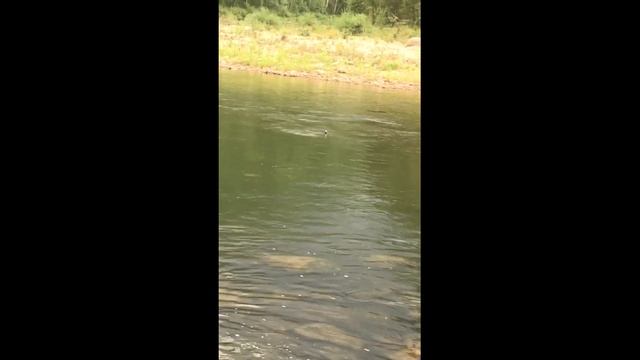 Рыбалка в Бурятии. Рыболовный тур "По горным рекам, за хариусом и ленком!!!" смотреть онлайн