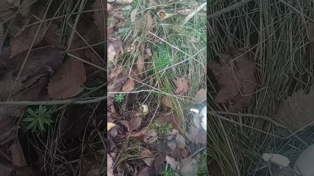 Гриб шампиньон желтяк смотреть онлайн