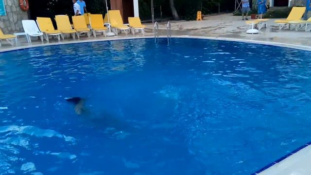 Мишка ныряет