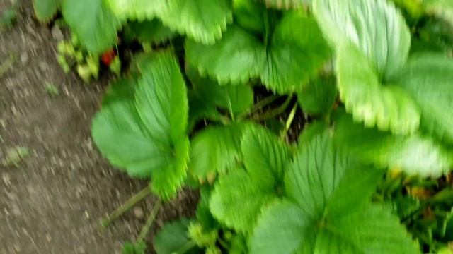 Сорт клубники Сирия смотреть онлайн