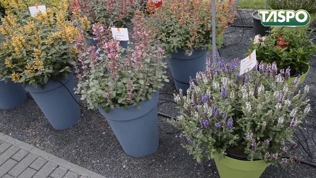 FlowerTrials 2018: Impressionen Dümmen Orange смотреть онлайн