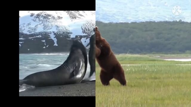 морской слон против медведя!!!! elephant seal vs bear !!!! смотреть онлайн