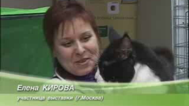 кошки смотреть онлайн