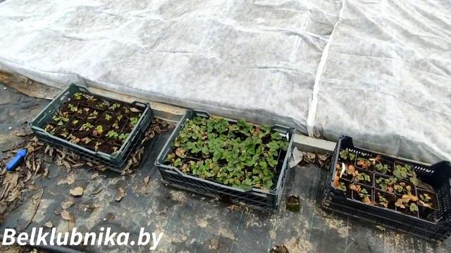 Начало сезона 2023. Belklubnika.by смотреть онлайн