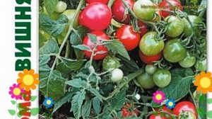 Томат Зимняя вишня. Краткий обзор, описание характеристик solanum lycopersicum Zimniaia vishna