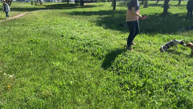 Встреча корги на площадке TezeEl! смотреть онлайн