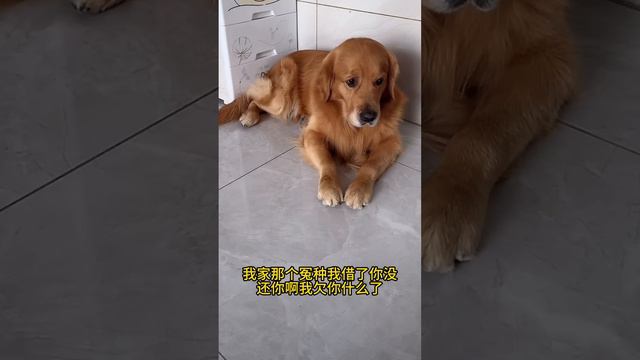 毛毛又偷摘橘子吃了 🤣#聪明旺豆豆 смотреть онлайн
