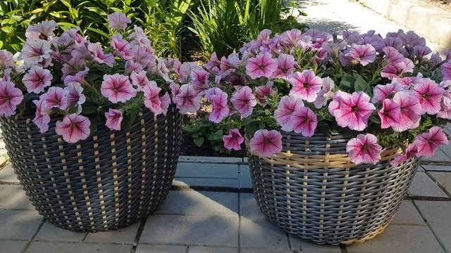 Цветы в кашпо из искусственного ротанга. Июль 2022 смотреть онлайн