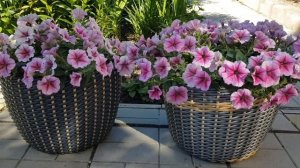Цветы в кашпо из искусственного ротанга. Июль 2022