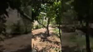 Опыт выращивания киви Карпат Стратона Валентайн в Таджикистане