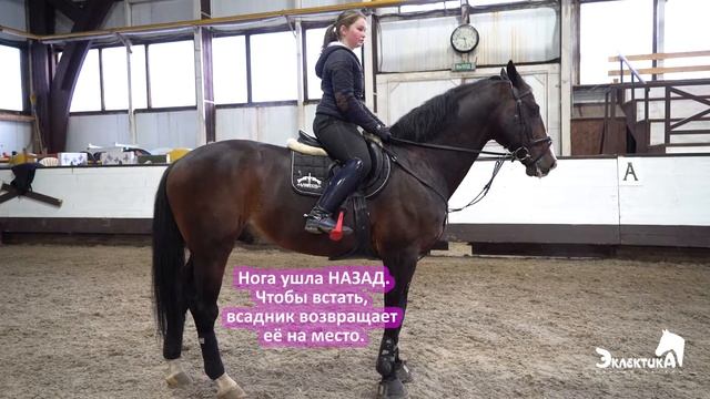 Основы правильной посадки всадника. Положение ноги. Онлайн школа Эклектика смотреть онлайн