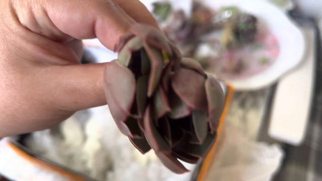 📢📢📢Hediye paketlerim geldi🥰içinde neler var neler⁉️süpriz kargo#almanya#suculentas#kargo#hediye смотреть онлайн