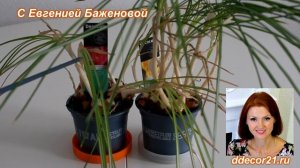 Крокусы в горшке отцвели. Что делать дальше?