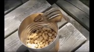 Как поймать бурундука?