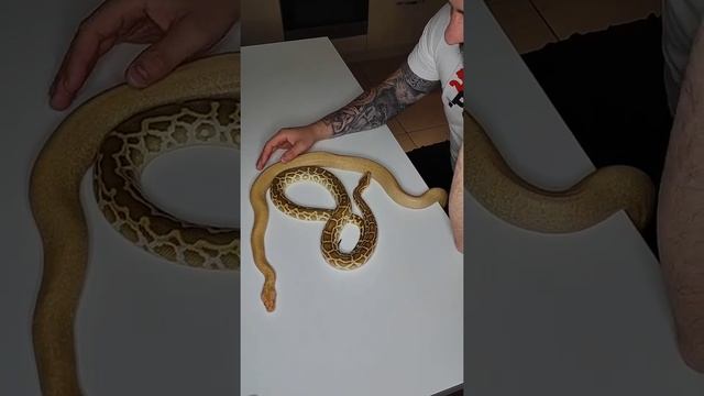 У нас новый тигровый питон: Гранит Карамель Альбино! смотреть онлайн