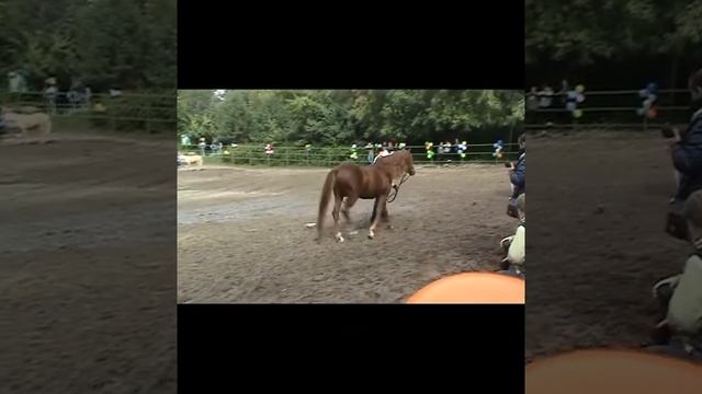 Ринг разных пород лошадей класса пони смотреть онлайн