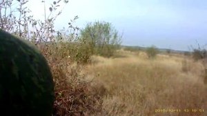 Охота на фазана 2015.mp4